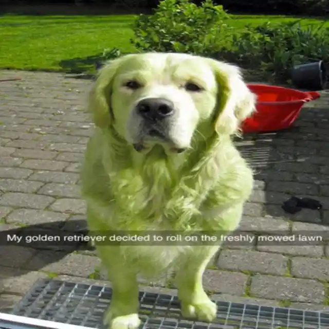 A Green Retriever