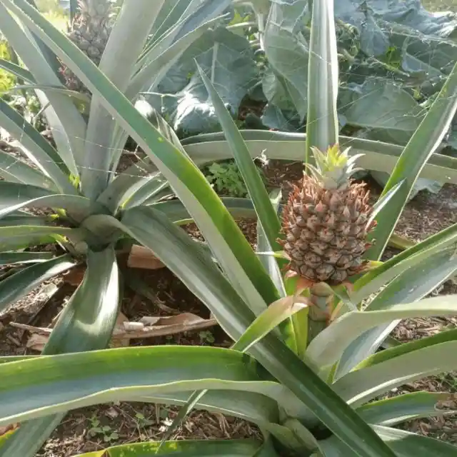 Pineapple Is Peculiar