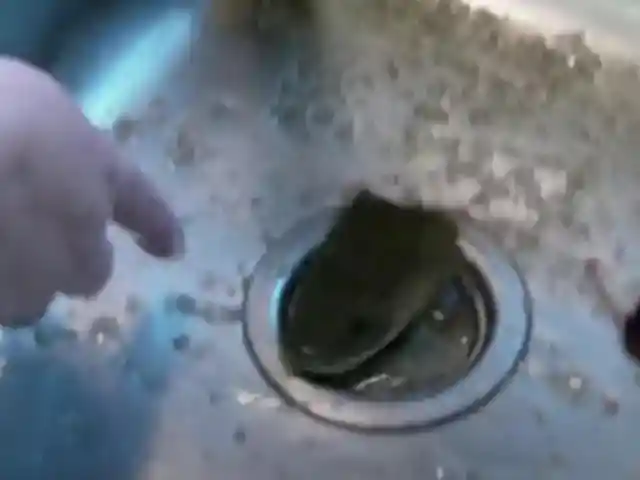 Mystery Fish