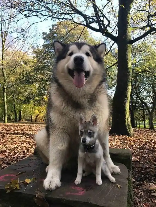 Two Alaskan Dogs