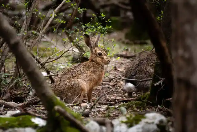 Bunny Foo Food