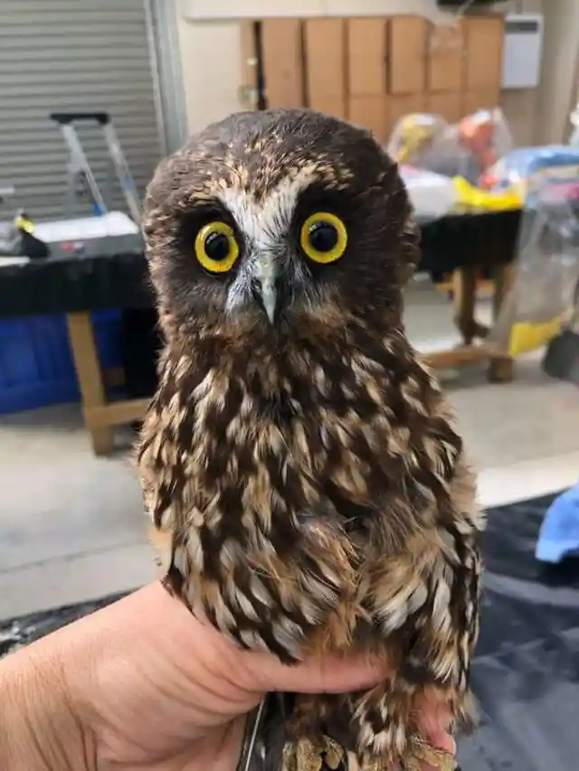 Little Rescue Owl Needed A Bath, And The Pictures Are Oddly Adorable