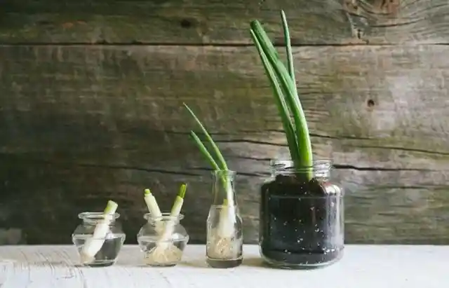 Regrow Your Scallions