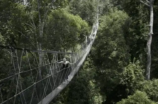 Taman Negara Canopy Walkway – Malaysia