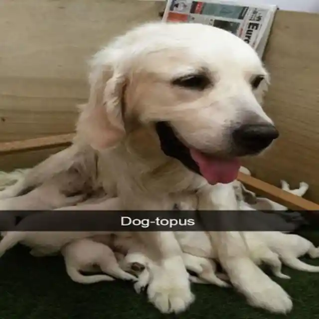 Meet Dog-topus