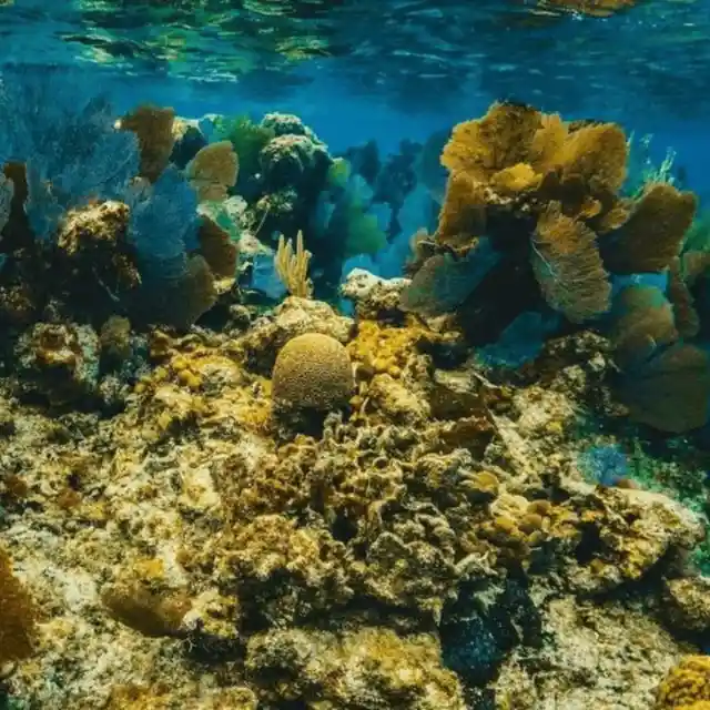 The “Underwater Amazon” – Brazil