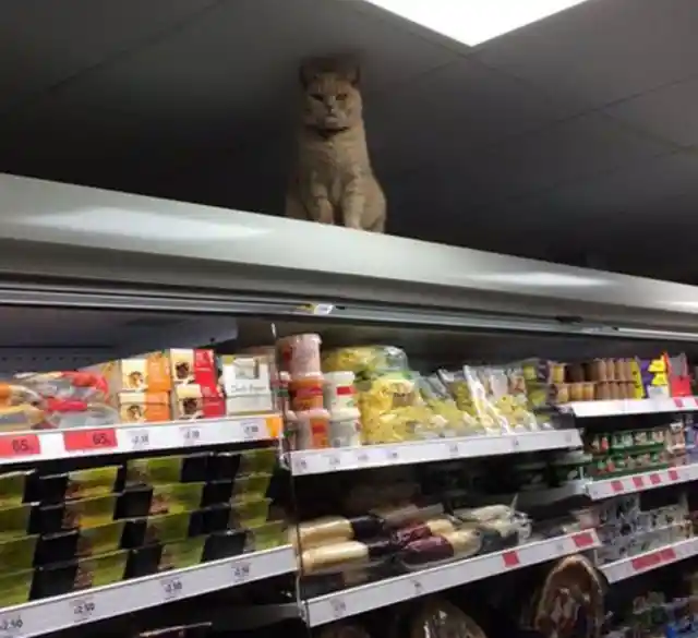 The guardian of the frozen goods