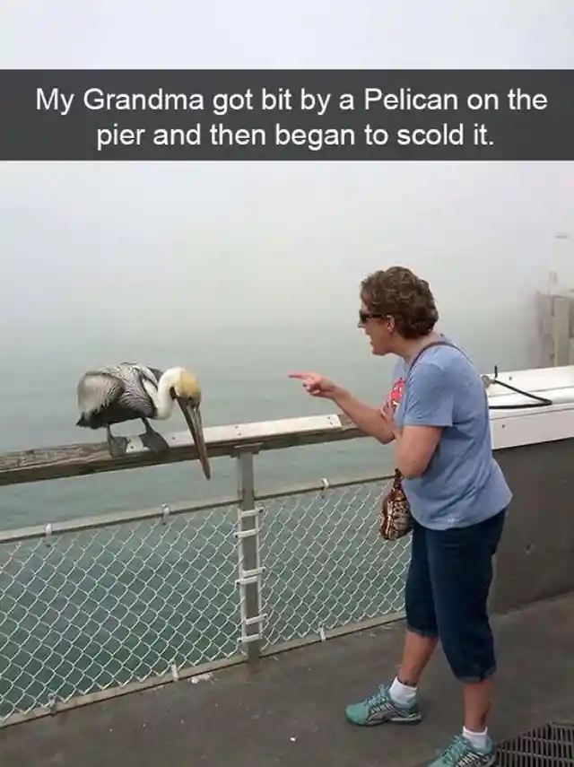 You Listen Here, Pelican