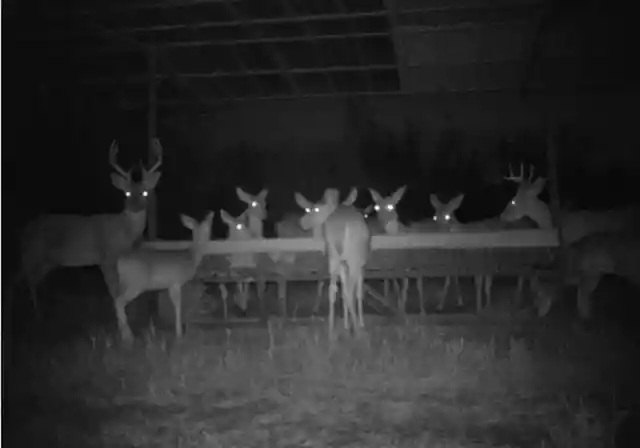 Giant Deer Banquet