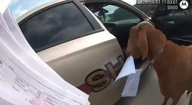 A Goat Jumped Into A Deputy’s Patrol Car And Snacked On The Paperwork!