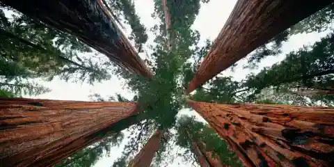 My Neighbor Cut Down the 200-Year-Old Sequoia My Great-Grandfather Planted While We Were on Vacation – So I Brought Him a 'Gift' He'll Never Forget