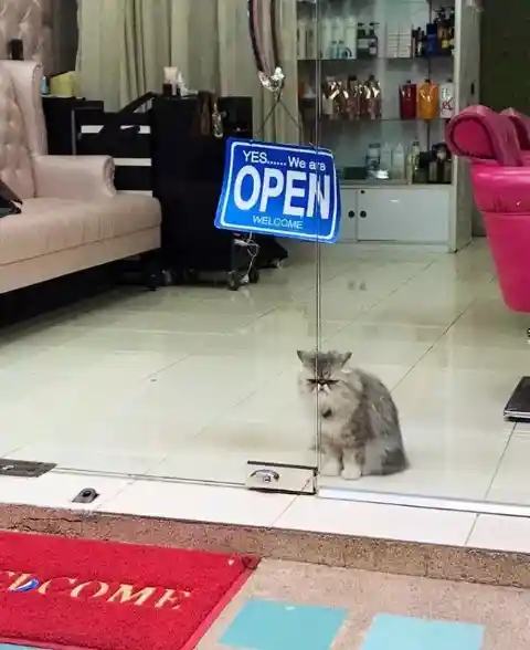 Un guardia de seguridad felino