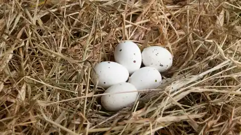 Letting The Bird Come And Go