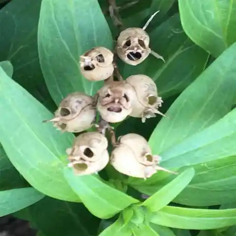 Flores con máscaras de muerte, ¿En serio?