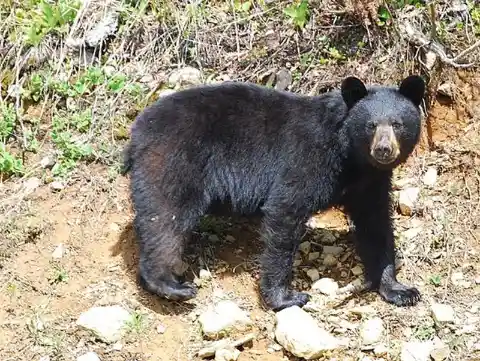 Osos negros viciosos de Arkansas