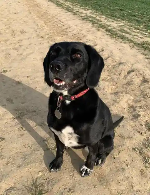 Springador (Springer Spaniel + Labrador Retriever)