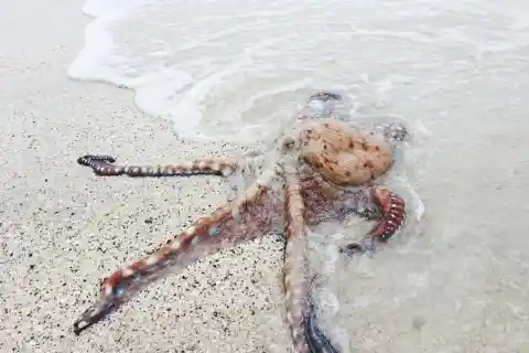 Beached Sea Creature