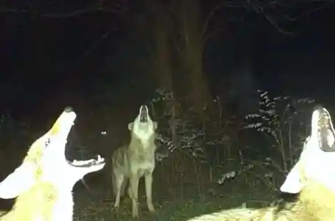 Howl Party