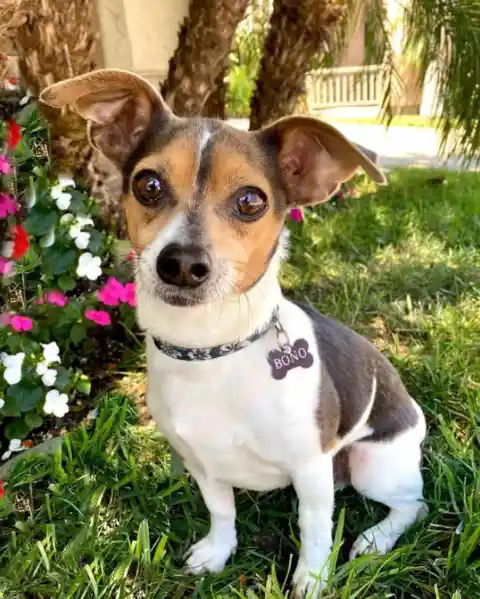 Cheagle (Chihuahua + Beagle)