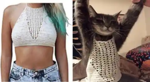  La Moda De Los Gatos Con Crochet