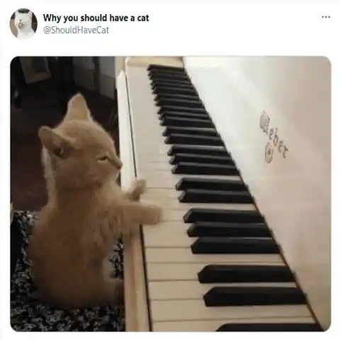 Cats will entertain you