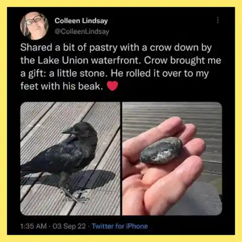 A Kind Woman Received A Proposal From A Bird