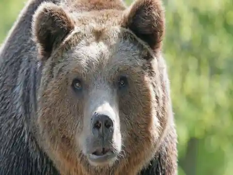 Bear-ly Made It
