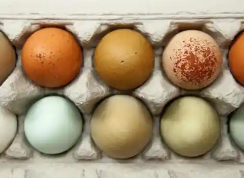 Do Different Colored Eggs Have Different Nutrients?