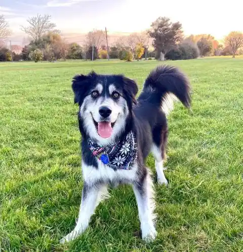 Goberian (Golden Retriever + Siberian Husky)