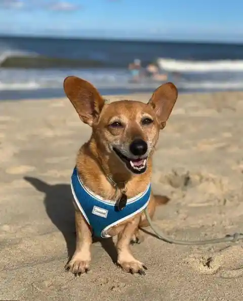 Dorgi (Dachshund + Pembroke Welsh Corgi)