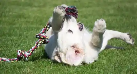 Getting Your Dog to Like Toothpaste