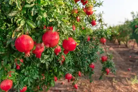 Pomegranates Are Pretty