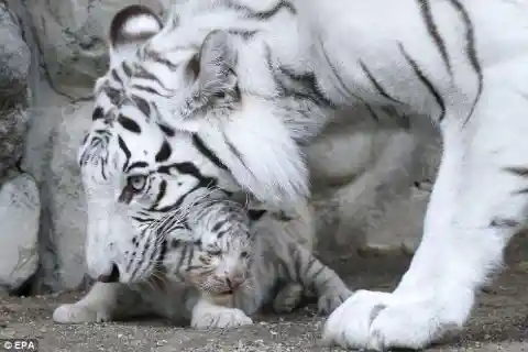 The Cubs Took to Him Instantly