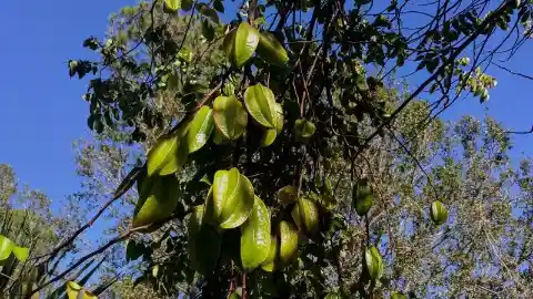 Star Fruit