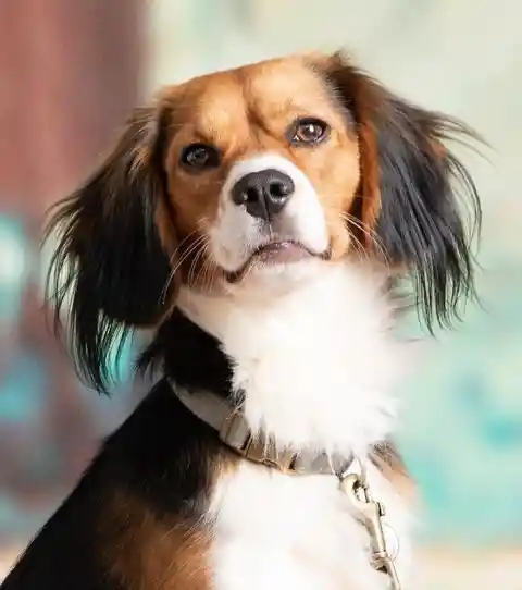 Beaglier (Beagle + Cavalier King Charles Spaniel)