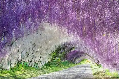 The Kawachi Fuji Garden in Japan