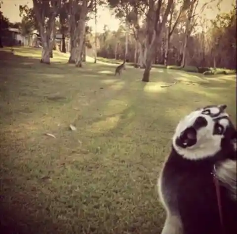 Husky Encounters a Grazing Kangaroo