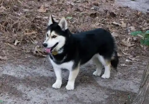 Husgi (Siberian Husky + Pembroke Welsh Corgi)