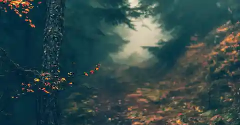 The Dark Trail