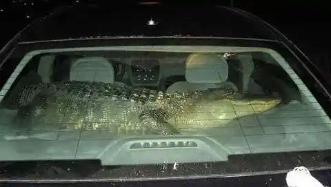 Alligator Sleeping Soundly in the Back