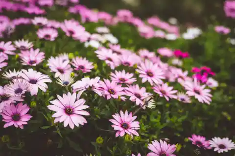Into Her Yard
