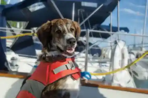 Lived To Bark The Tale