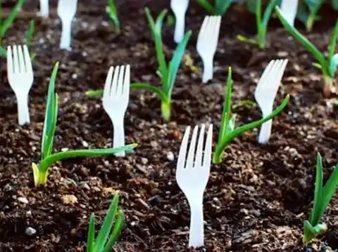 Scare Small Garden Pests Away with Forks