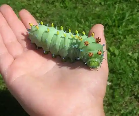 A Big Squishy Caterpillar