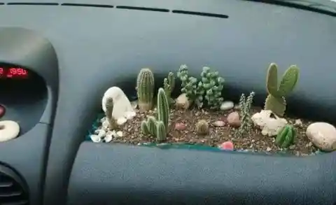 Cactuses On-The-Go