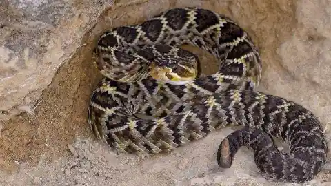 High-Risk Rattlesnakes Of California