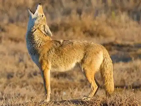 Coyotes astutos de Delaware