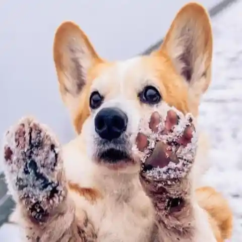 Terapia para las patas