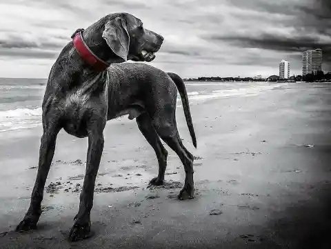 Los perros furiosos de Nueva York