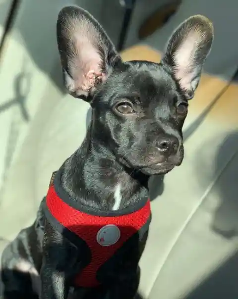 Bullhuahua (French Bulldog + Chihuahua)